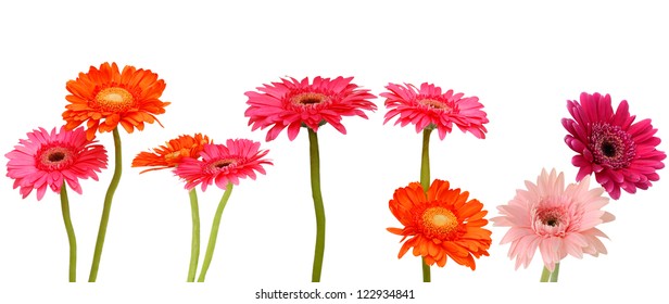 Gerber Daisies
