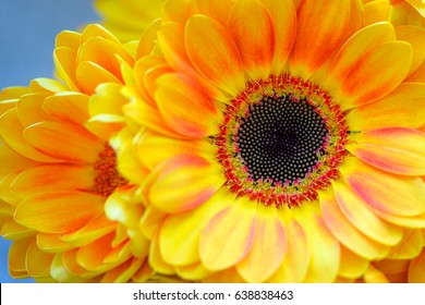 Gerber Daisy