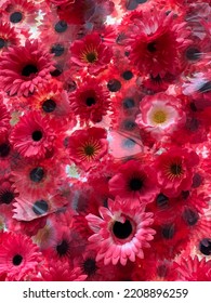 Gerber Daisy Background On Display