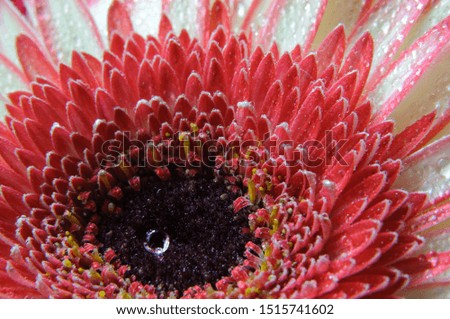 Gerber daisy closeup with dew drops