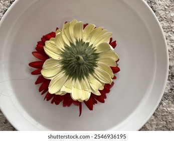 Gerber daisy flower isolated on white. One single red blooming flower head close up. - Powered by Shutterstock