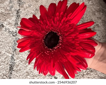 Gerber daisy flower isolated on white. One single red blooming flower head close up. - Powered by Shutterstock