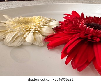 Gerber daisy flower isolated on white. One single red blooming flower head close up. - Powered by Shutterstock