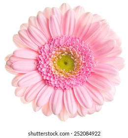 Gerber Daisy On White Background