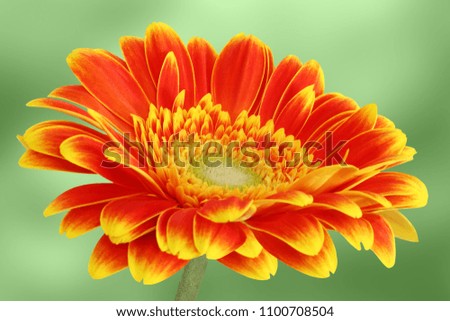 Similar – Image, Stock Photo sea of marigold blossoms