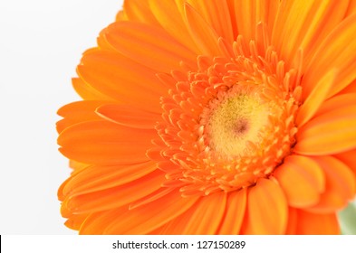 gerbera