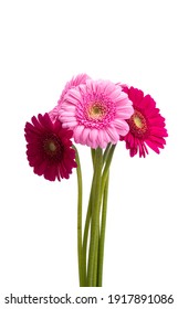 Gerbera Bouquet Isolated On White Background 