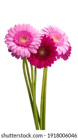 Gerbera Bouquet Isolated On White Background 