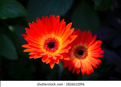 Gerbera Daises At Sherman Gardens In Corona Del Mar, California