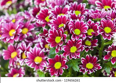  Gerbera daisies