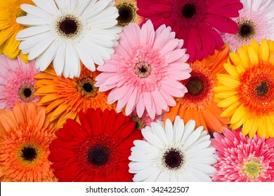 Gerbera Daisy.