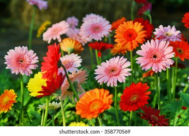 Gerbera Daisy