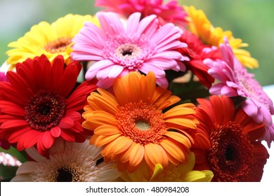 Gerbera Daisy Bouquet