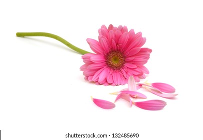 Gerbera Daisy Flower And Petals On White Background