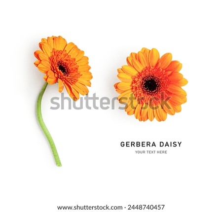 Gerbera daisy flowers creative layout. Orange flower with stem isolated on white background. Floral composition. Design element. Summer garden concept. Top view, flat lay 