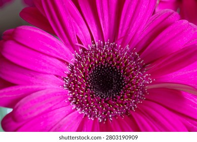 Gerbera Daisy In Full Bloom