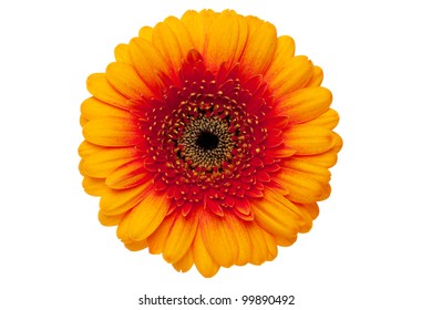 3,379 Flower pedals white background Images, Stock Photos & Vectors ...