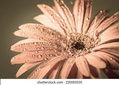 gerbera flower