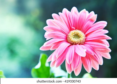 Gerbera Flower