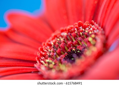 Gerbera flower
