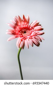 Gerbera flower