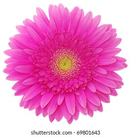  gerbera flower - Shutterstock ID 69801643