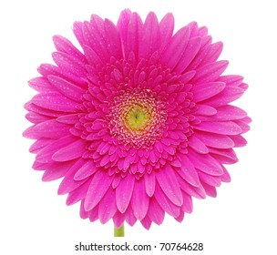  gerbera flower - Shutterstock ID 70764628