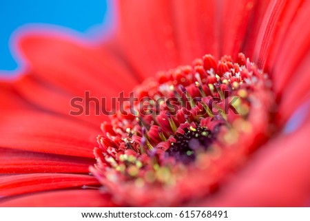 Gerbera flower