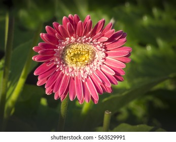 Gerbera flower in bloom