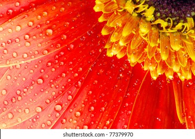  gerbera flower close up background - Powered by Shutterstock