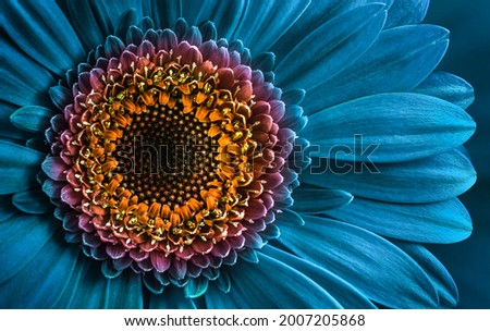  Gerbera flower close up on turquoise background. Macro photography. Card Gerbera Flower. Natural romantic conceptual blue floral Macro background.