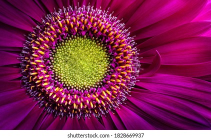  Gerbera flower close up. Macro photography. Card Gerbera Flower. Natural romantic conceptual floral Macro background. - Shutterstock ID 1828669937
