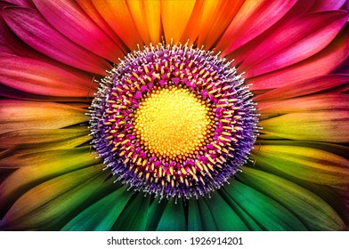 Gerbera flower close up. Macro photography. Postcard multicolored Gerbera Flower. Natural romantic conceptual floral multicolored macro background.