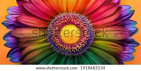 Gerbera flower close up. Macro photography. Postcard multicolored Gerbera Flower. Natural romantic conceptual floral multicolored macro background.