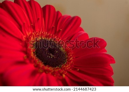Gerbera flower from the family Asteraceae close-up. Red decorative plant used in bouquet arrangement. Natural background and texture.