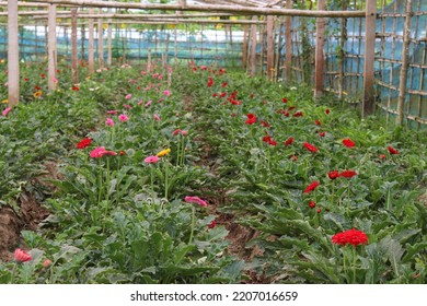 Gerbera Flower Garden On Farm For Harvest