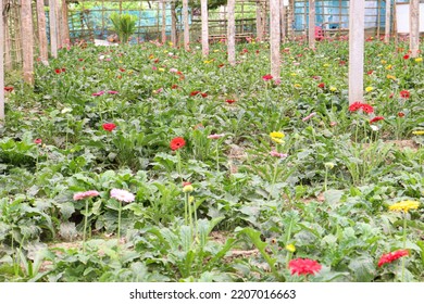 Gerbera Flower Garden On Farm For Harvest