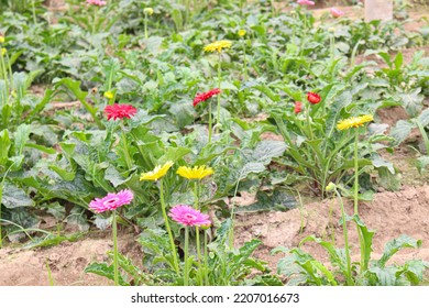 Gerbera Flower Garden On Farm For Harvest