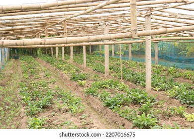 Gerbera Flower Garden On Farm For Harvest