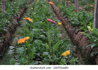 Gerbera Flower Garden On Farm For Harvest