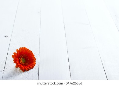 Gerbera Flower Head On White Wood Table Background