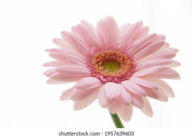 gerbera flower in high key tone - Shutterstock ID 1957639603