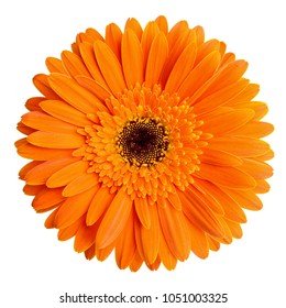 Gerbera Flower Isolated On White Background Stock Photo 1051003325 ...