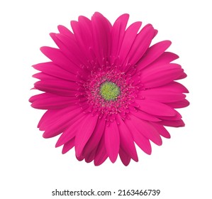 Gerbera flower of magenta color isolated on white background.