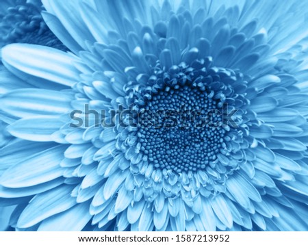 Similar – Foto Bild Blue Flower Natur Blüte