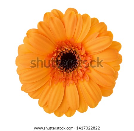 Gerbera flower of orange color isolated on white background. 