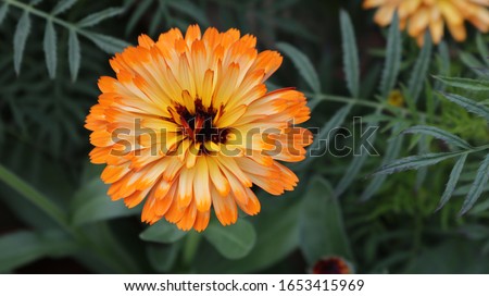 Gerbera Flower in Rajghat - Delhi