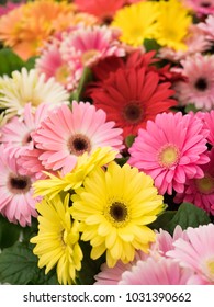 Gerbera Flower Seedlings