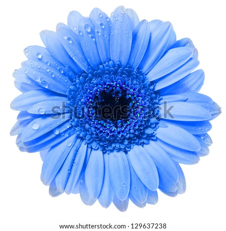 Gerbera flower with water drop isolated on white background