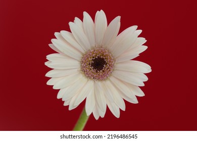 Gerbera flowers are blooming in front of a red background.
Scientific name is Gerbera jamesonii.
